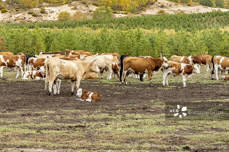 秋天牛群小牛特写图片素材