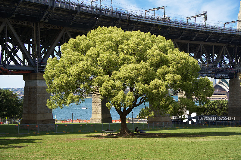 一棵大树图片素材