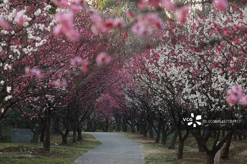 梅林花似锦图片素材