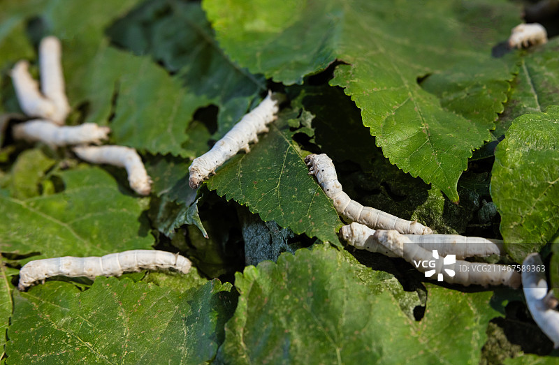 蚕宝宝图片素材