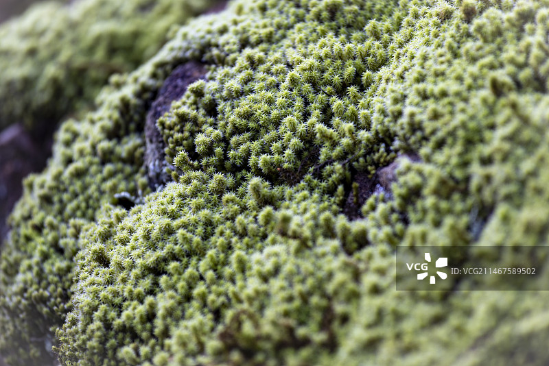 大自然森林生态环境土壤苔藓特写图片素材