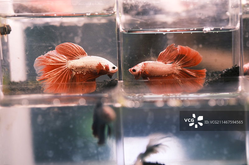 鱼缸里面的鱼图片素材