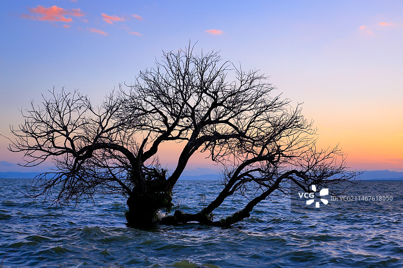 夕阳下的树图片素材