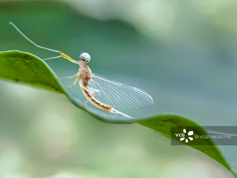 蜉蝣图片素材