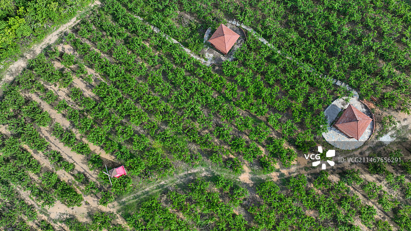 航拍大地上的桃园图片素材