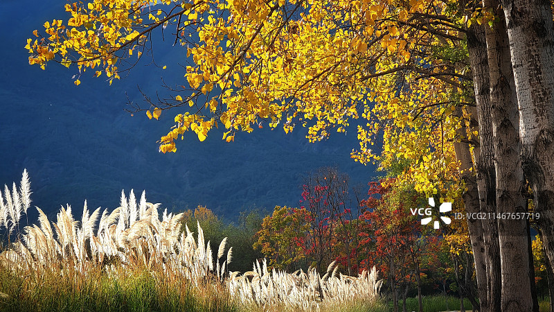 《秋色无边》图片素材