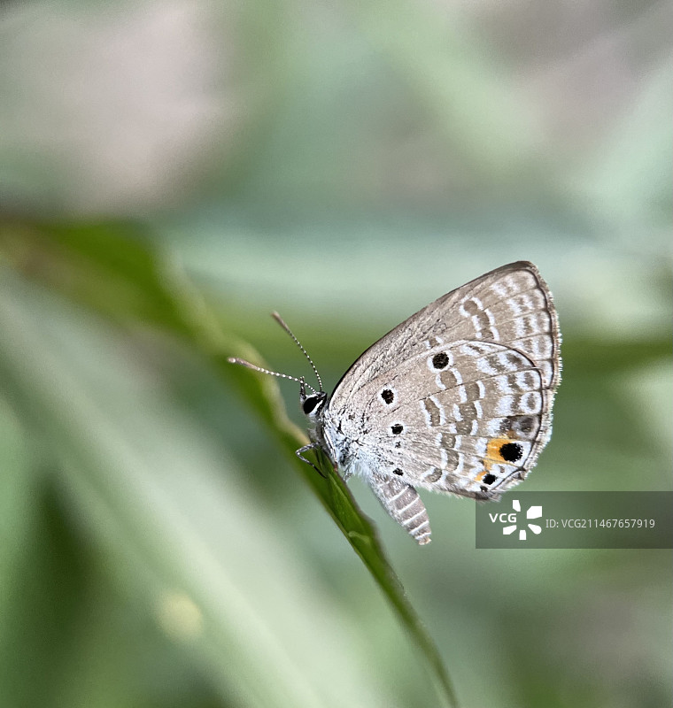 小灰蝶图片素材