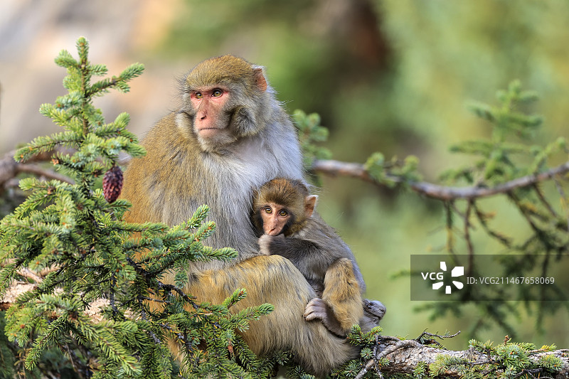 昌都藏猕猴图片素材