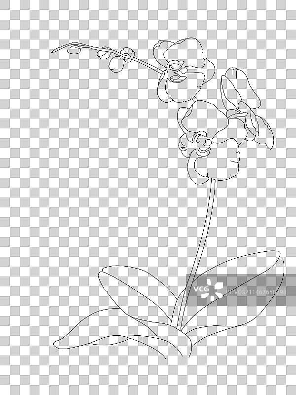 黑色背景下抽象图案的特写镜头不知名的小黄花不知名的油菜花荷花红果南天竹兰花t图片素材