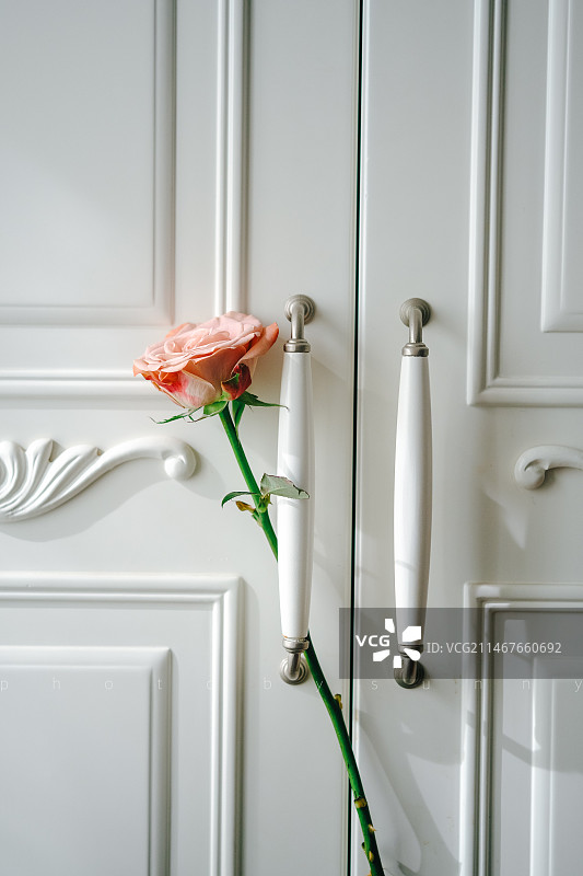 卡布奇诺玫瑰图片素材