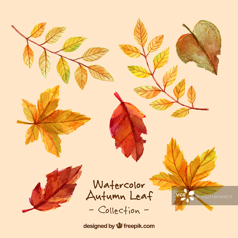多种水彩效果干树叶图片素材