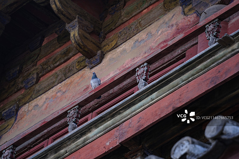 独乐寺的鸽子图片素材