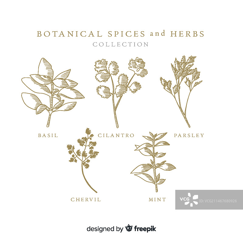 逼真的手绘植物香料和草药图片素材
