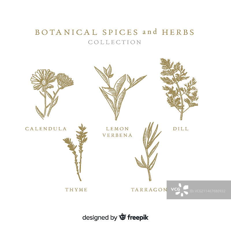 逼真的手绘植物香料和草药图片素材