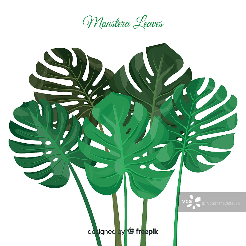 龟背竹叶组背景图片素材