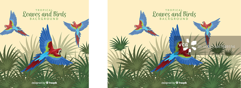 热带树叶与鸟类图片素材