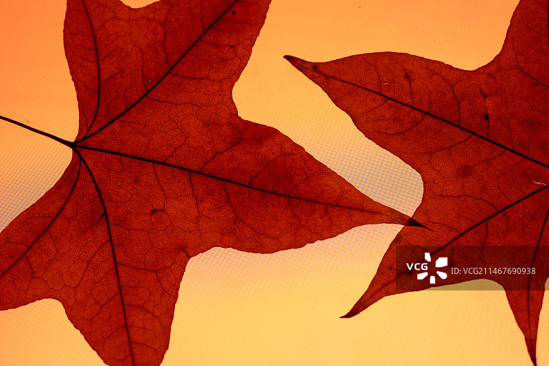 橙色枫叶特写镜头图片素材