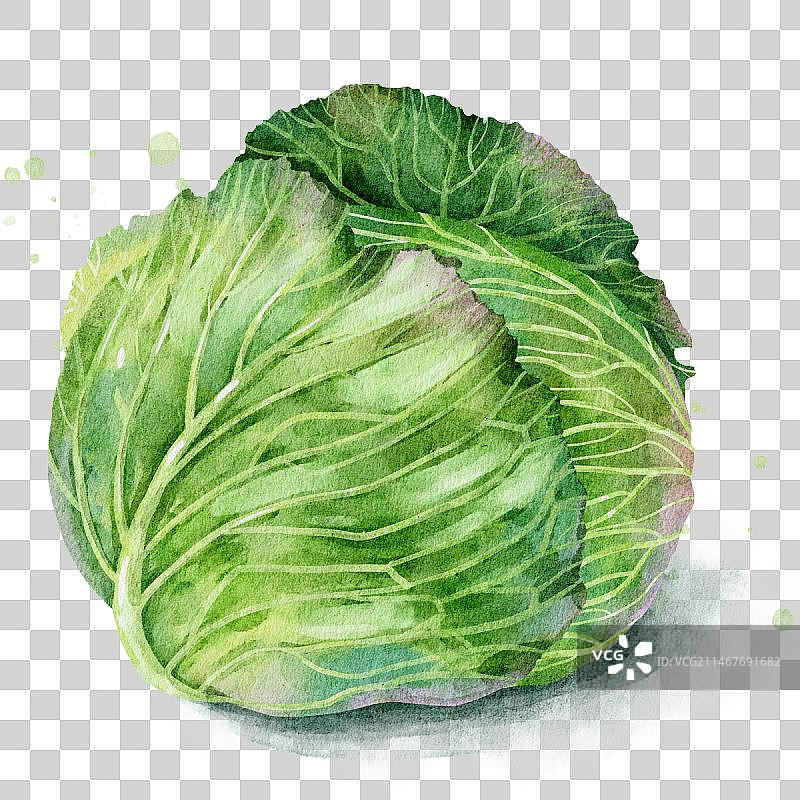 水彩蔬菜包菜图片素材