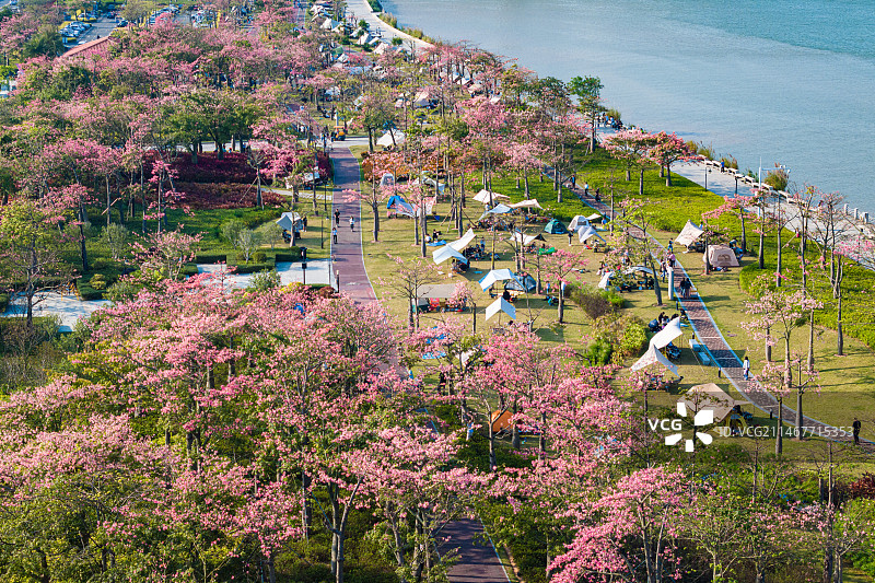 珠海横琴花海长廊盛开的异木棉图片素材
