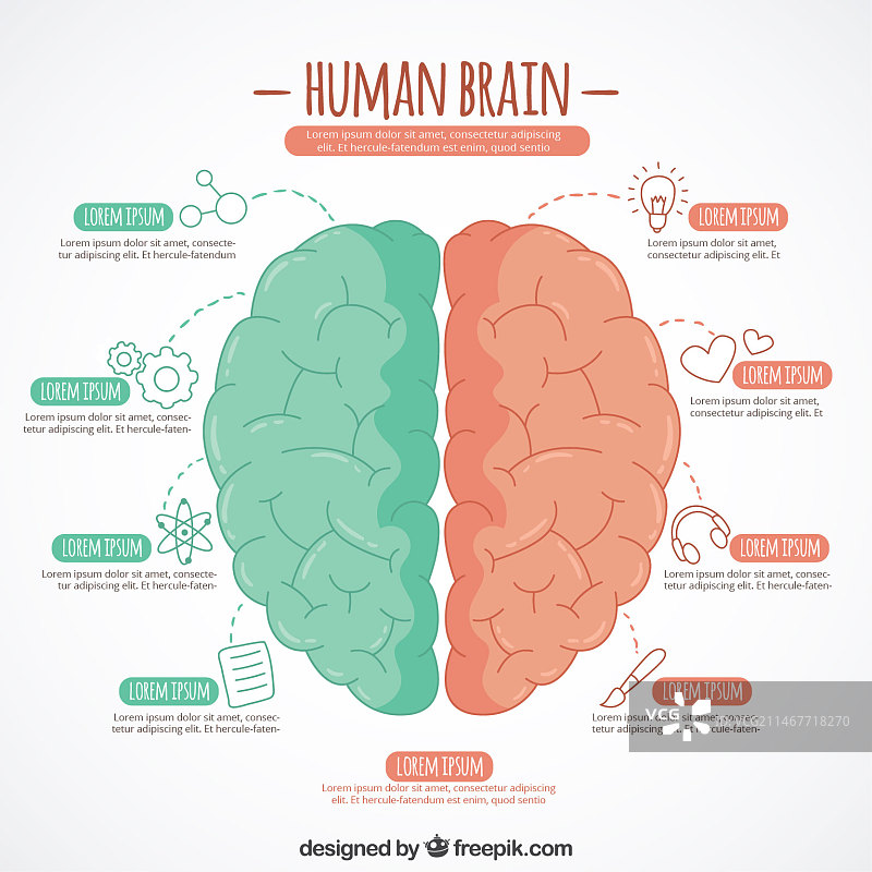 手绘双色大脑信息图模板图片素材