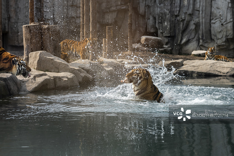上海野生动物园的老虎图片素材