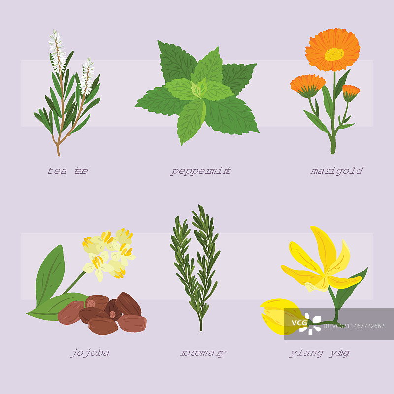 手绘精油草本合集图片素材