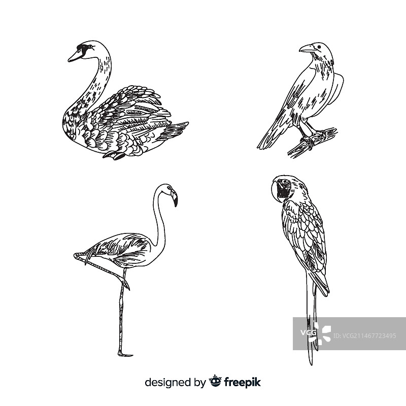 手绘异国情调鸟类合集图片素材