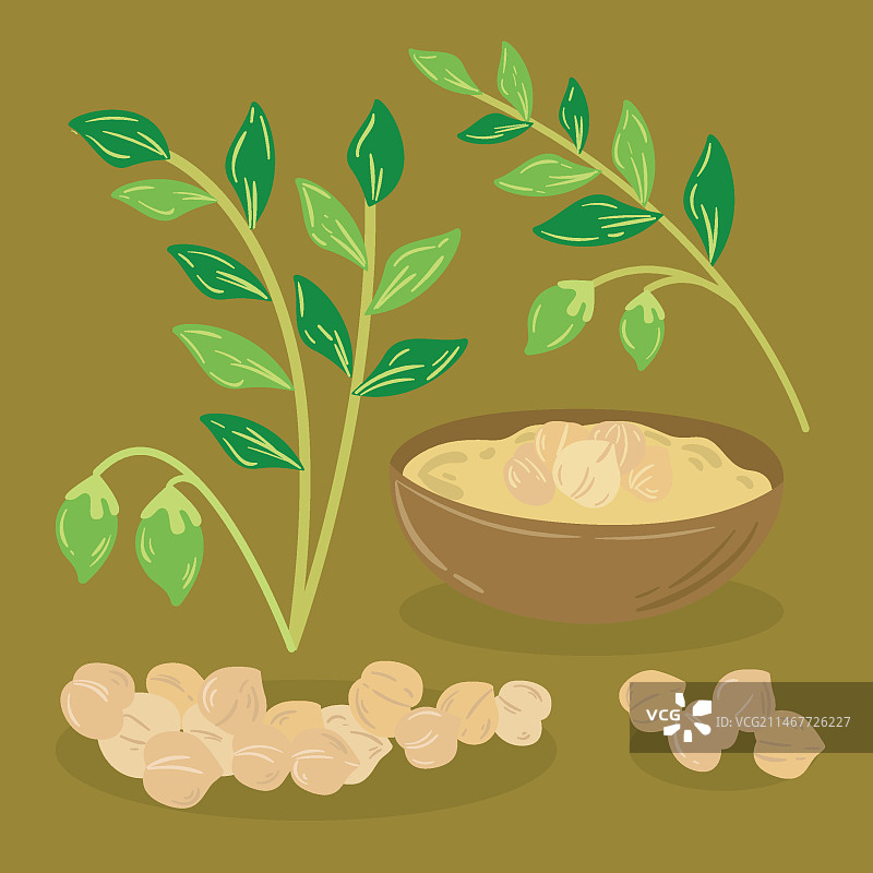 手绘鹰嘴豆和植物插图图片素材