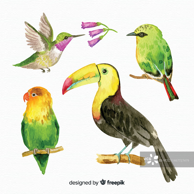 水彩异国情调鸟类合集图片素材