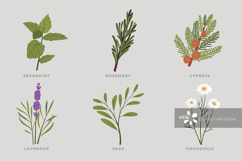 手绘精油草本合集图片素材
