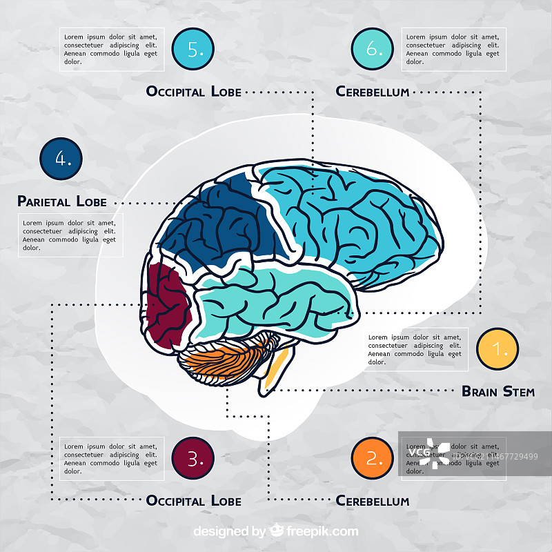 彩色大脑信息图表模板图片素材