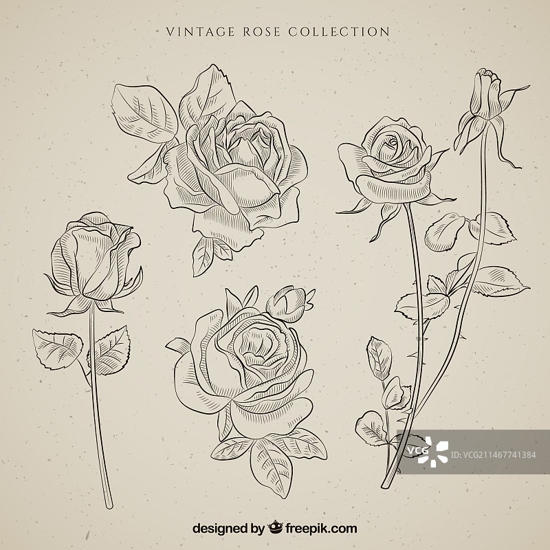 手绘复古玫瑰花合集图片素材
