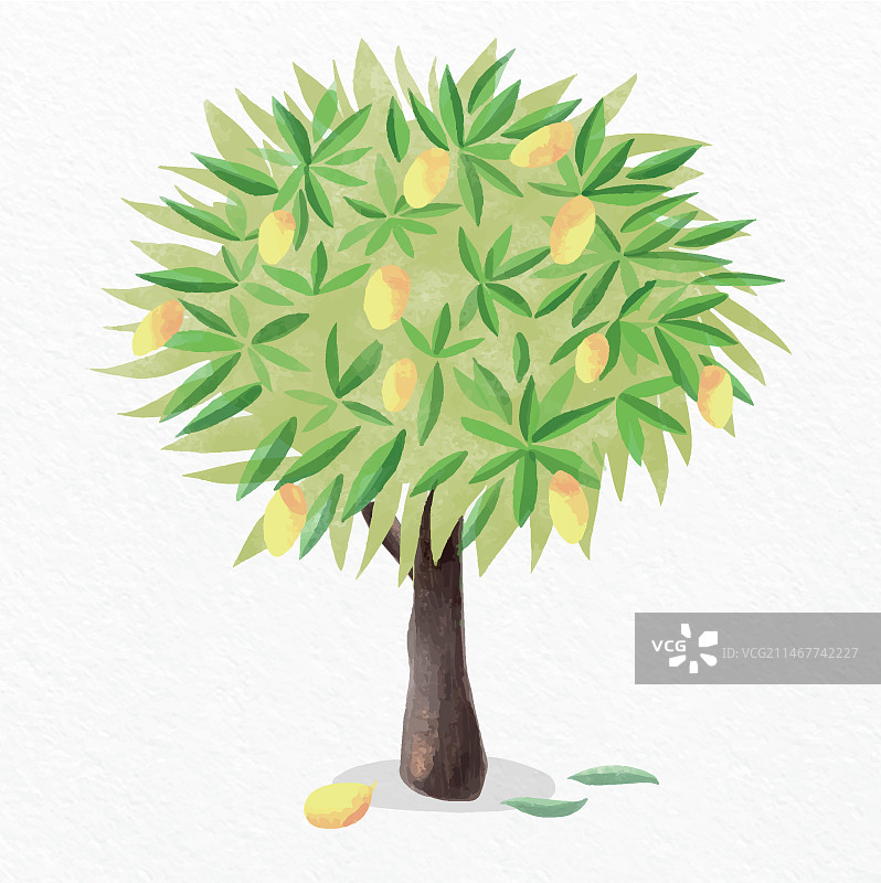 水彩芒果树插画图片素材