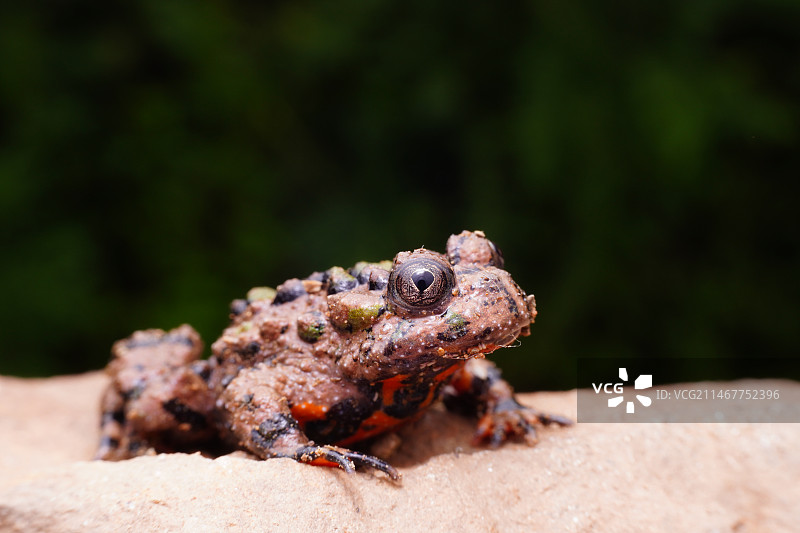 岩石上癞蛤蟆的特写镜头图片素材