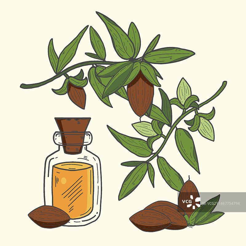 手绘逼真荷荷巴元素合集图片素材