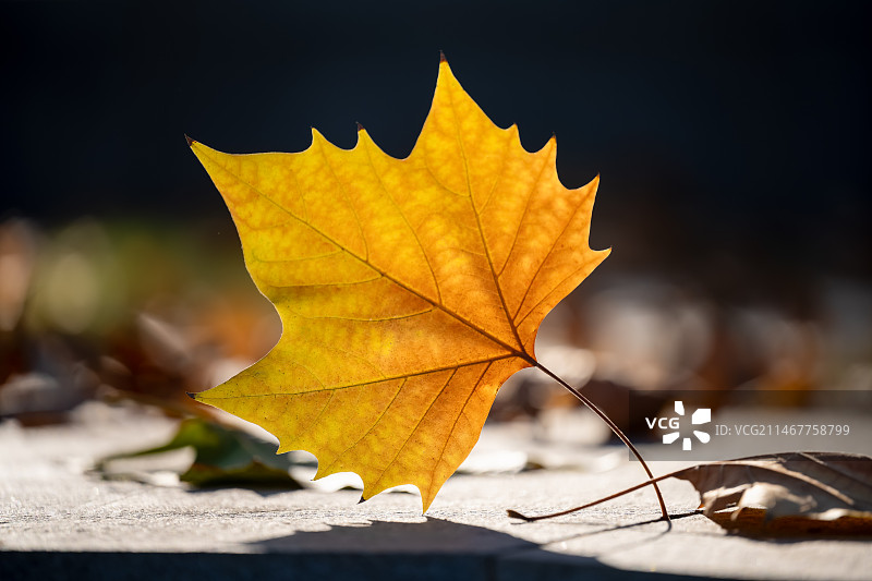 秋天一片落在地上的梧桐树叶图片素材