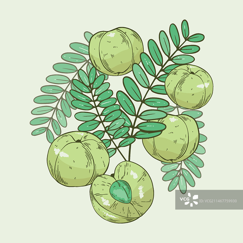 手绘余甘子水果元素图片素材