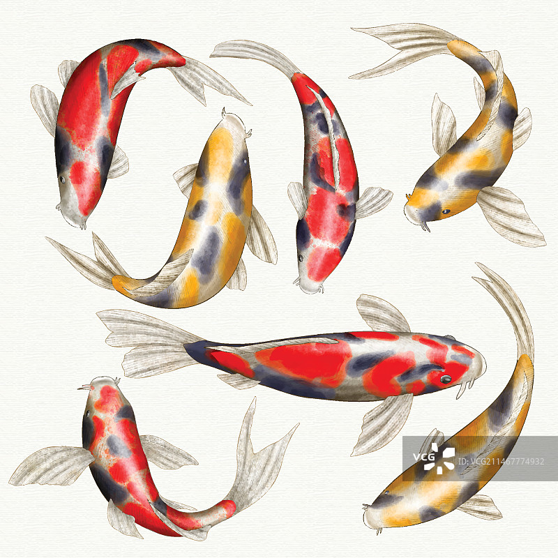 日本彩色鱼类合集图片素材