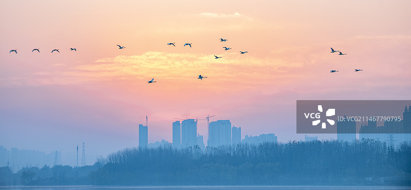 天鹅湖晨景图片素材