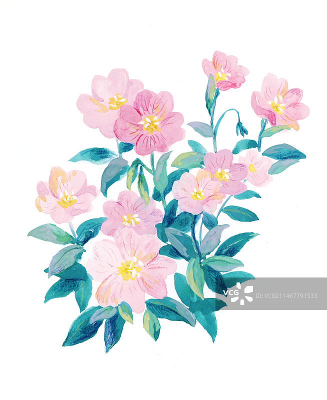 粉色的月见草水彩手绘花卉插画图片素材