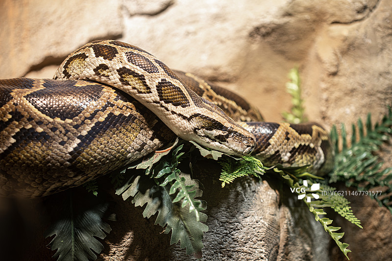 缅甸蟒图片素材