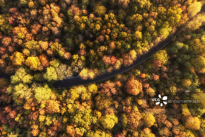 南京夕阳梧桐秋天路图片素材