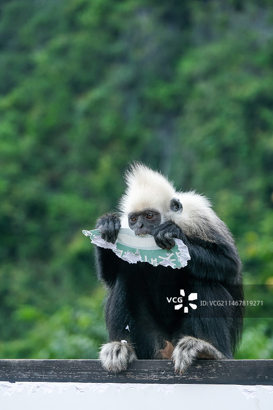 崇左白头叶猴图片素材