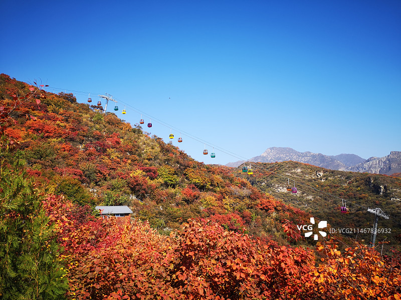 坡峰岭漫山的红叶图片素材