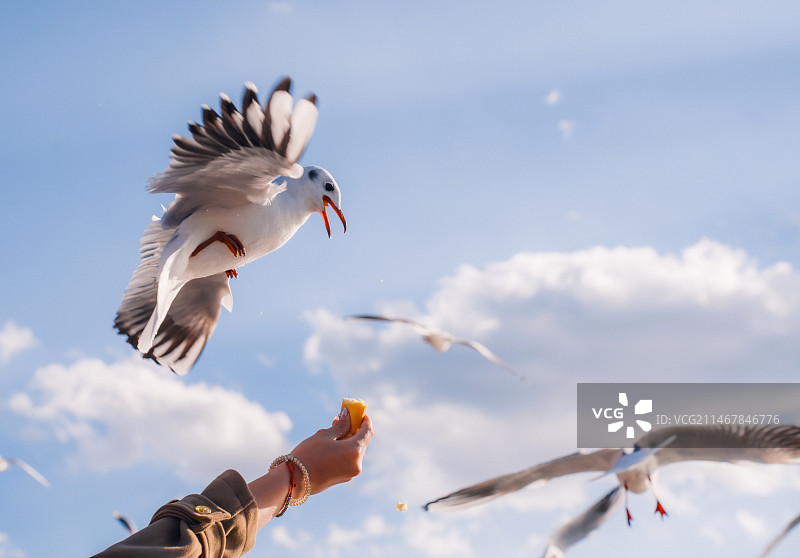 海鸥图片素材
