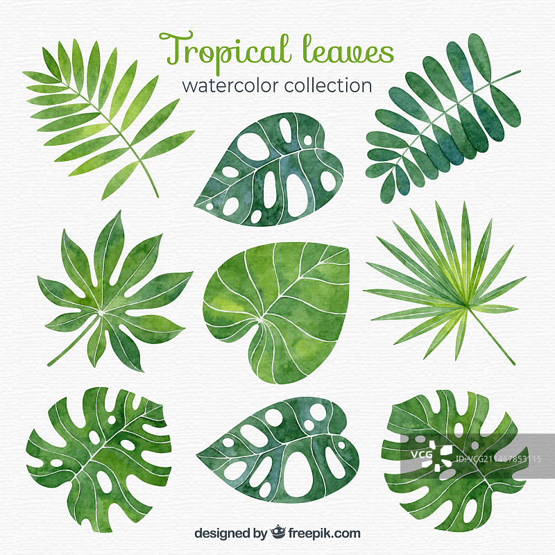 水彩风格的热带树叶合集图片素材