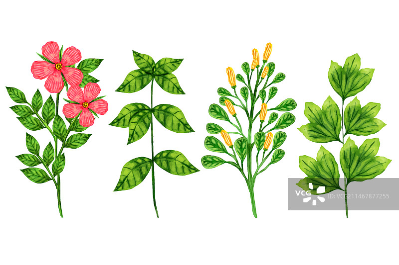 彩色植物草药和野花图片素材