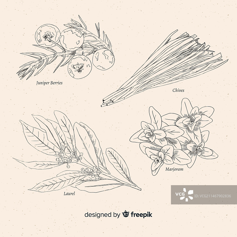香料和草药合集图片素材