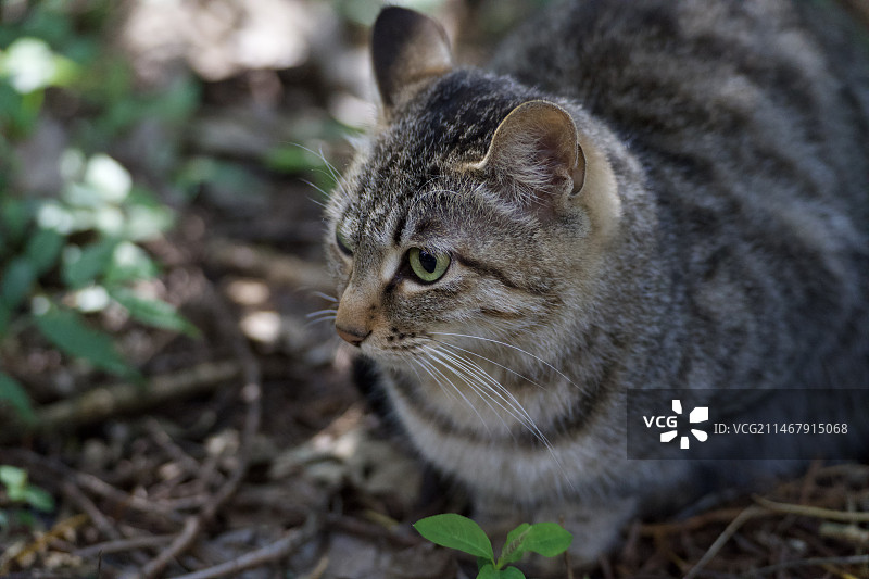 躲在草丛里的猫猫图片素材