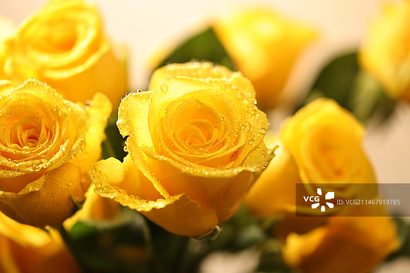 黄色玫瑰花特写图片素材